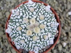 Astrophytum Super Kabuto X red flower oibo akabana, pot 5,5 cm - 12399303