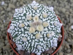 Astrophytum Super Kabuto X red flower oibo akabana, pot 5,5 cm - 12399304