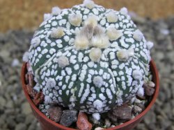 Astrophytum Super Kabuto X red flower oibo akabana, pot 5,5 cm - 12399305