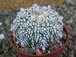 Astrophytum Super Kabuto X red flower oibo akabana, pot 5,5 cm - 12399306