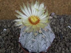 Astrophytum Super Kabuto hybrid XL pot 6,5 cm - 12399307