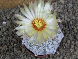 Astrophytum Super Kabuto hybrid XL pot 6,5 cm - 12399308