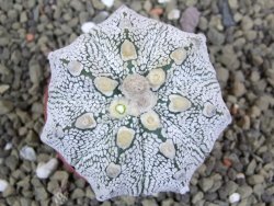 Astrophytum Super Kabuto hybrid XL pot 6,5 cm - 12399310