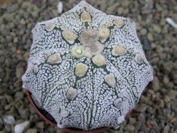 Astrophytum Super Kabuto hybrid XL pot 6,5 cm - 12399311