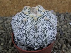 Astrophytum Super Kabuto hybrid XL pot 6,5 cm - 12399312