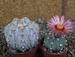 Astrophytum Super Kabuto hybrid XL pot 6,5 cm - 12399313