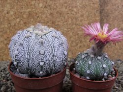 Astrophytum Super Kabuto hybrid XL pot 6,5 cm - 12399314