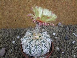 Astrophytum Super Kabuto hybrid XL pot 6,5 cm - 12399317