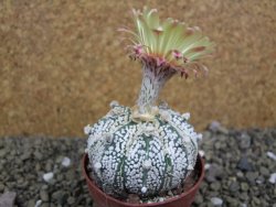 Astrophytum Super Kabuto hybrid XL pot 6,5 cm - 12399318