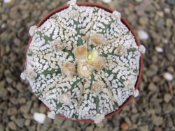 Astrophytum Super Kabuto hybrid XL pot 6,5 cm - 12399319