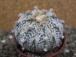 Astrophytum Super Kabuto hybrid XL pot 6,5 cm - 12399321