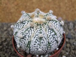 Astrophytum Super Kabuto hybrid XL pot 6,5 cm - 12399322