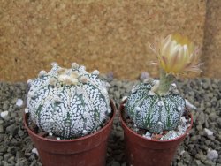 Astrophytum Super Kabuto hybrid XL pot 6,5 cm - 12399323