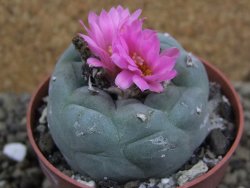 Lophophora fricii pot 6,5 cm - 12399335