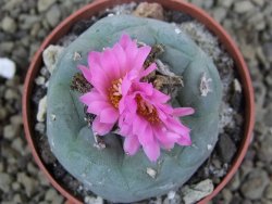 Lophophora fricii pot 6,5 cm - 12399336