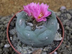 Lophophora fricii pot 6,5 cm - 12399337