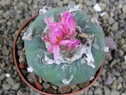 Lophophora fricii pot 6,5 cm - 12399339