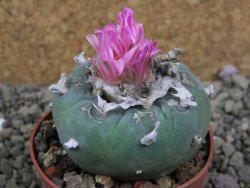 Lophophora fricii pot 6,5 cm - 12399340