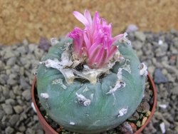 Lophophora fricii pot 6,5 cm - 12399341