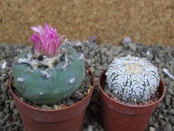 Lophophora fricii pot 6,5 cm - 12399342