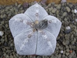 Astrophytum Onzuko pot 5,5 cm - 12399344