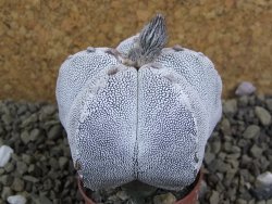 Astrophytum Onzuko pot 5,5 cm - 12399345