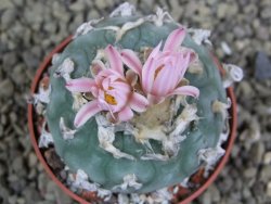 Lophophora williamsii pot 7 cm - 12399348