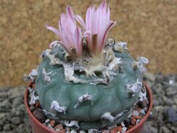 Lophophora williamsii pot 7 cm - 12399349