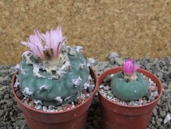 Lophophora williamsii pot 7 cm - 12399350