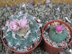 Lophophora williamsii pot 7 cm - 12399351