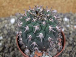 Gymnocalycium spegazzinii unguispinum SL 44b, pot 6,5 cm - 12399352