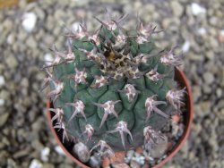 Gymnocalycium spegazzinii unguispinum SL 44b, pot 6,5 cm - 12399354