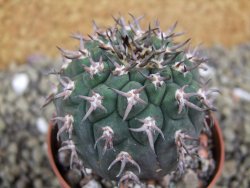 Gymnocalycium spegazzinii unguispinum SL 44b, pot 6,5 cm - 12399355