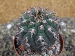 Gymnocalycium spegazzinii unguispinum SL 44b, pot 6,5 cm - 12399356