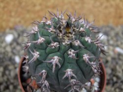 Gymnocalycium spegazzinii unguispinum SL 44b, pot 6,5 cm - 12399357