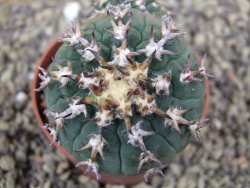 Gymnocalycium spegazzinii unguispinum SL 44b, pot 6,5 cm - 12399359