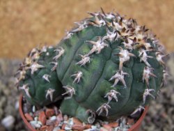 Gymnocalycium spegazzinii unguispinum SL 44b, pot 6,5 cm - 12399360