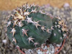 Gymnocalycium spegazzinii unguispinum SL 44b, pot 6,5 cm - 12399361