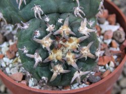 Gymnocalycium spegazzinii unguispinum SL 44b, pot 6,5 cm - 12399362