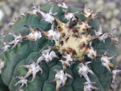 Gymnocalycium spegazzinii unguispinum SL 44b, pot 6,5 cm - 12399363