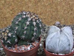 Gymnocalycium spegazzinii unguispinum SL 44b, pot 6,5 cm - 12399364