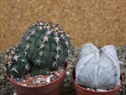 Gymnocalycium spegazzinii unguispinum SL 44b, pot 6,5 cm - 12399365