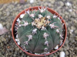 Gymnocalycium spegazzinii unguispinum SL 44b, pot 6,5 cm - 12399366