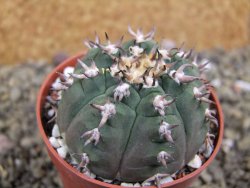 Gymnocalycium spegazzinii unguispinum SL 44b, pot 6,5 cm - 12399367