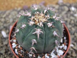 Gymnocalycium spegazzinii unguispinum SL 44b, pot 6,5 cm - 12399368