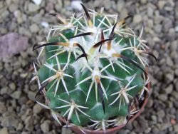 Coryphantha tripugionacantha Tepetatita pot 5,5 cm - 12399371