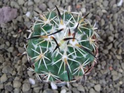 Coryphantha tripugionacantha Tepetatita pot 5,5 cm - 12399372