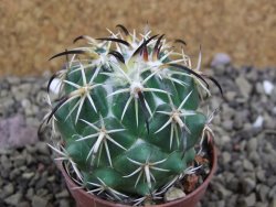 Coryphantha tripugionacantha Tepetatita pot 5,5 cm - 12399373