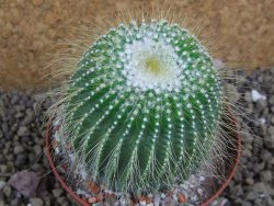 Eriocactus leninghausii inermis pot 9 cm - 12399375