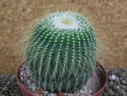 Eriocactus leninghausii inermis pot 9 cm - 12399376